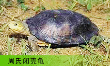  ϱտǹ